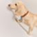 O-Dodo dog charm